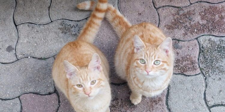 Sinnai, allarme esche avvelenate: decimati i gatti di proprietà e delle colonie