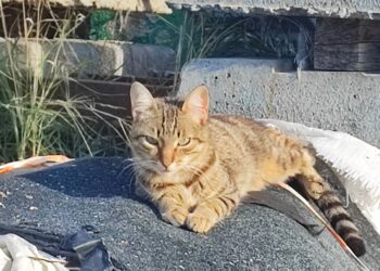 Radio Zampetta Sarda, una casa per Milady