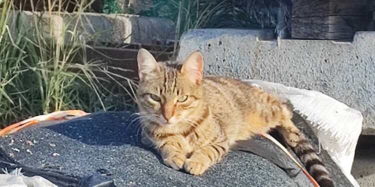 Radio Zampetta Sarda, una casa per Milady