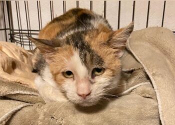 Radio Zampetta Sarda, Tigrotta è in cerca di una casa