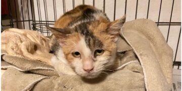 Radio Zampetta Sarda, Tigrotta è in cerca di una casa