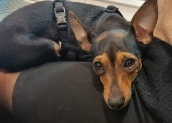 Scappata dal giardino di casa in via Bach a Quartu Sant’Elena, aaa cercasi pinscher femmina nera