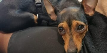 Scappata dal giardino di casa in via Bach a Quartu Sant’Elena, aaa cercasi pinscher femmina nera