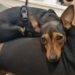 Scappata dal giardino di casa in via Bach a Quartu Sant’Elena, aaa cercasi pinscher femmina nera
