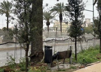 Via Roma, panchina fronte palma: “Svista di progettazione o design discutibile?”