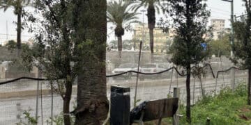 Via Roma, panchina fronte palma: “Svista di progettazione o design discutibile?”