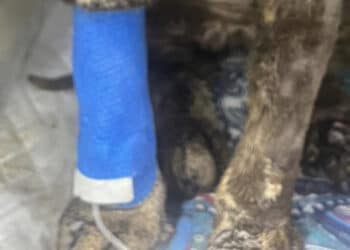 Dolianova, gatto usato come miccia e incendiato con della benzina: ricoverato in clinica in gravi condizioni