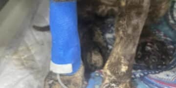 Dolianova, gatto usato come miccia e incendiato con della benzina: ricoverato in clinica in gravi condizioni