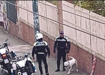 Cagliari, pitbull vagante in viale San Vincenzo: recuperato dalla Polizia Municipale