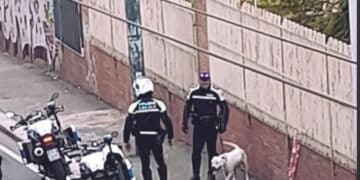 Cagliari, pitbull vagante in viale San Vincenzo: recuperato dalla Polizia Municipale
