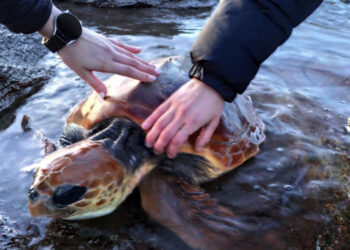 Tartaruga caretta caretta impigliata in una rete a Punta Salina: salvata da due giovani passanti