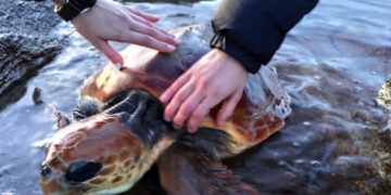 Tartaruga caretta caretta impigliata in una rete a Punta Salina: salvata da due giovani passanti