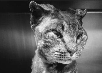 Dolianova dice no alla violenza contro gli animali: l’amministrazione condanna fermamente e le indagini per individuare gli autori dei reati sono affidate alle autorità competenti