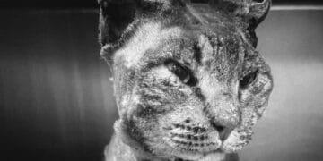 Dolianova dice no alla violenza contro gli animali: l’amministrazione condanna fermamente e le indagini per individuare gli autori dei reati sono affidate alle autorità competenti