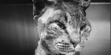 Dolianova, sarebbe un minorenne chi ha condannato a morte Tigro, Ugo Cappellacci: “So chi sei, costituisciti”