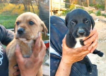 Radio Zampetta Sarda, otto cuccioli di due mesi abbandonati a Cagliari cercano l’adozione del cuore