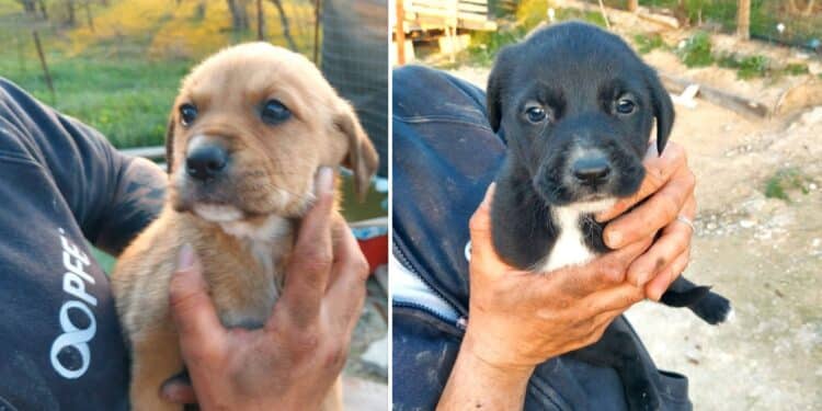 Radio Zampetta Sarda, otto cuccioli di due mesi abbandonati a Cagliari cercano l’adozione del cuore