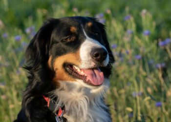 Convivenza sicura tra cani e bambini, a Nuoro un corso gratuito