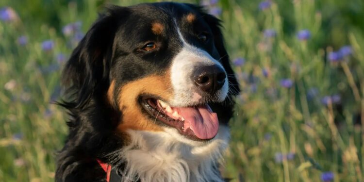 Convivenza sicura tra cani e bambini, a Nuoro un corso gratuito