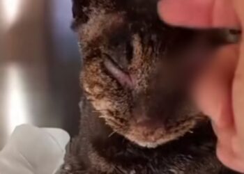 Dolianova, Tigro molto provato e abbattuto: “Purtroppo ha smesso di mangiare da solo”