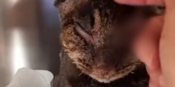 Dolianova, Tigro molto provato e abbattuto: “Purtroppo ha smesso di mangiare da solo”