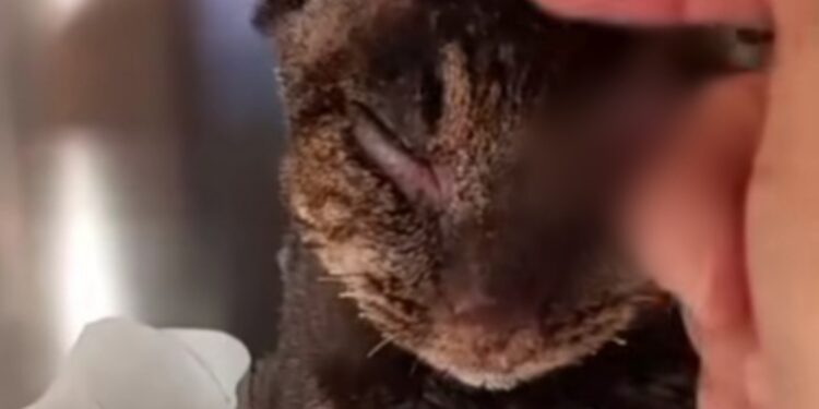 Dolianova, Tigro molto provato e abbattuto: “Purtroppo ha smesso di mangiare da solo”