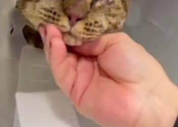 Dolianova, gara di solidarietà per il gatto Tigro bruciato vivo: raccolti in poche ore 4 mila euro