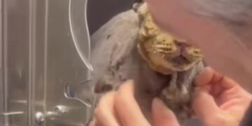 Dolianova, lacrime e commozione per Tigro, il gattino usato come torcia