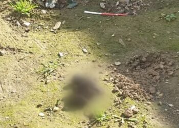 Cagliari, la piazza Sant’Eulalia usata come wc dai cani portati a passeggio