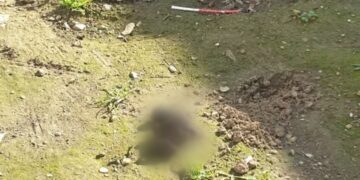 Cagliari, la piazza Sant’Eulalia usata come wc dai cani portati a passeggio