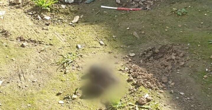 Cagliari, la piazza Sant’Eulalia usata come wc dai cani portati a passeggio