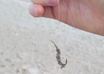 Cagliari, allarme al Poetto: “Centinaia di ami buttati in spiaggia, il mio cane operato d’urgenza e tanti bambini si feriscono”