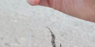 Cagliari, allarme al Poetto: “Centinaia di ami buttati in spiaggia, il mio cane operato d’urgenza e tanti bambini si feriscono”