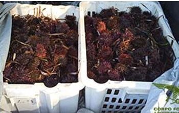 Raccolta illecita di ricci di mare a Trinità d’Agultu, sanzionati due pescatori abusivi