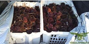 Raccolta illecita di ricci di mare a Trinità d’Agultu, sanzionati due pescatori abusivi