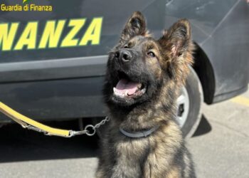 Cagliari: le Fiamme gialle salutano Demon, il cane antidroga amico dei bambini