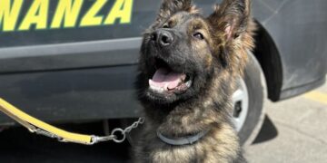 Cagliari: le Fiamme gialle salutano Demon, il cane antidroga amico dei bambini