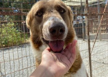 Cagliari, i volontari de ‘La Strada verso casa’ lavorano a un nuovo rifugio per cani e gatti abbandonati. Parte la raccolta fondi