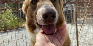 Cagliari, i volontari de ‘La Strada verso casa’ lavorano a un nuovo rifugio per cani e gatti abbandonati. Parte la raccolta fondi