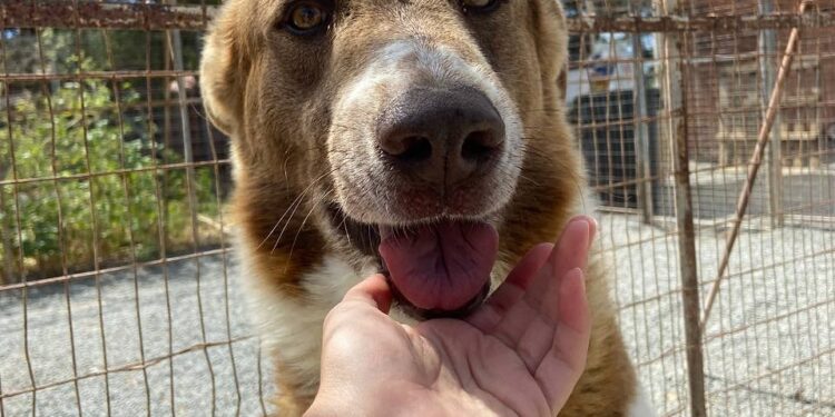 Cagliari, i volontari de ‘La Strada verso casa’ lavorano a un nuovo rifugio per cani e gatti abbandonati. Parte la raccolta fondi
