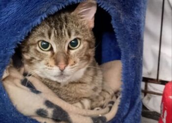 Radio Zampetta Sarda, corsa contro il tempo per Tigrotto