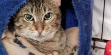 Radio Zampetta Sarda, corsa contro il tempo per Tigrotto