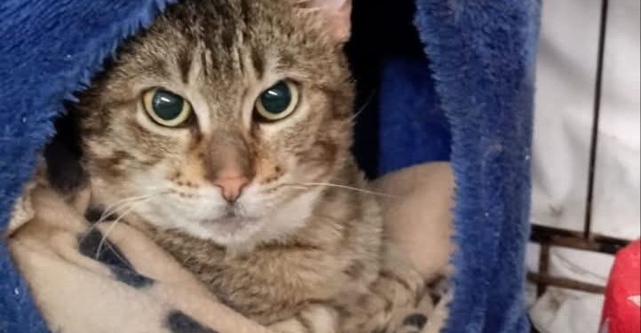 Radio Zampetta Sarda, corsa contro il tempo per Tigrotto