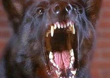 Selargius, cane al guinzaglio attaccato in strada da un altro esemplare scappato da casa