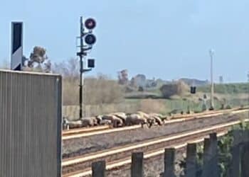 Samassi, un gregge di pecore attraversa i binari dopo il passaggio di un treno
