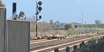 Samassi, un gregge di pecore attraversa i binari dopo il passaggio di un treno