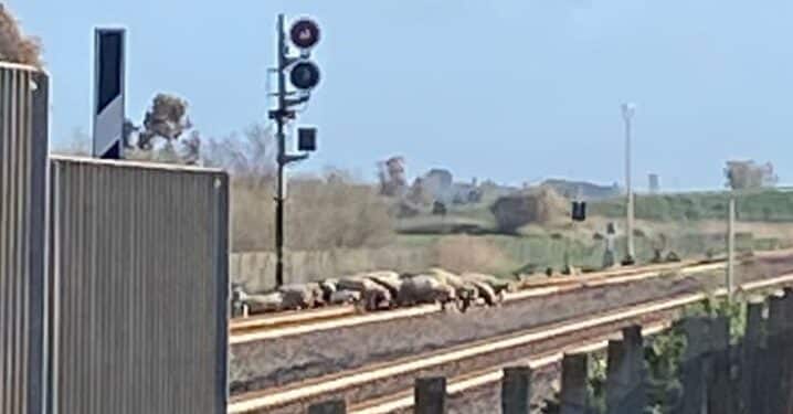 Samassi, un gregge di pecore attraversa i binari dopo il passaggio di un treno
