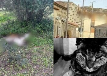 Troppe violenze sugli animali in Sardegna, in piazza a Cagliari per dire basta