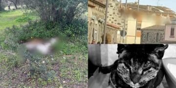 Troppe violenze sugli animali in Sardegna, in piazza a Cagliari per dire basta