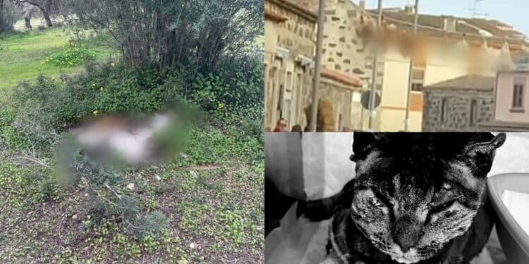 Troppe violenze sugli animali in Sardegna, in piazza a Cagliari per dire basta